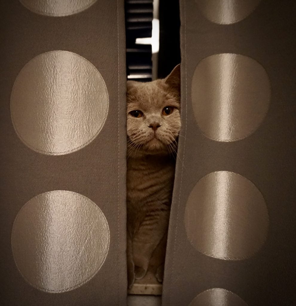 cat's mood