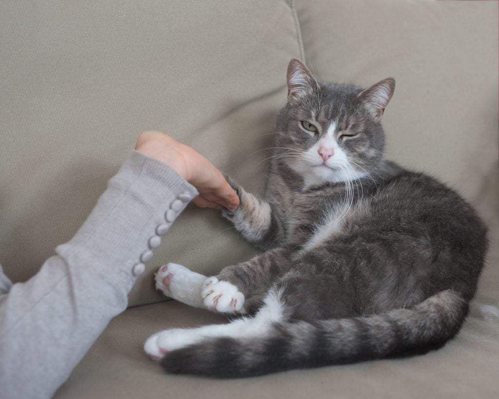 What is the importance of sterilization during cat mating season?